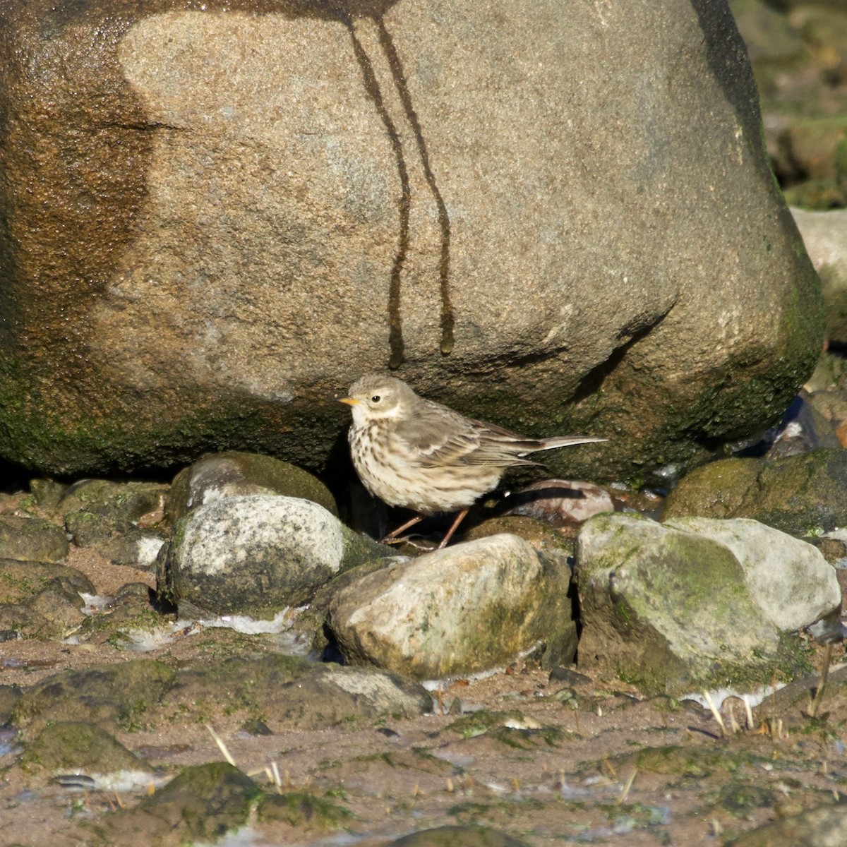 American Pipit - ML613815143