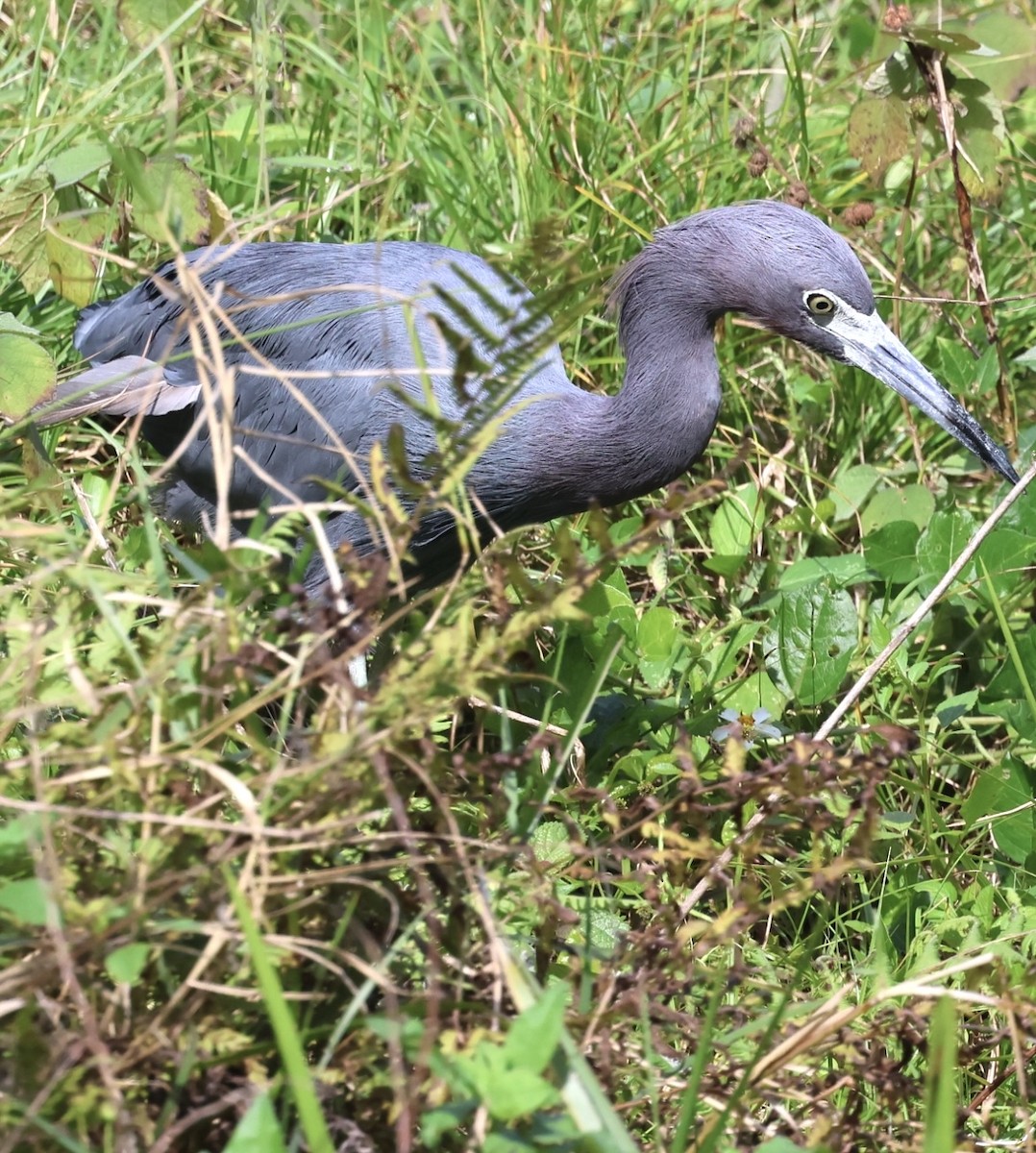 Little Blue Heron - ML613815170