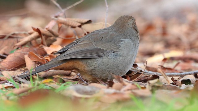 California Towhee - ML613815239