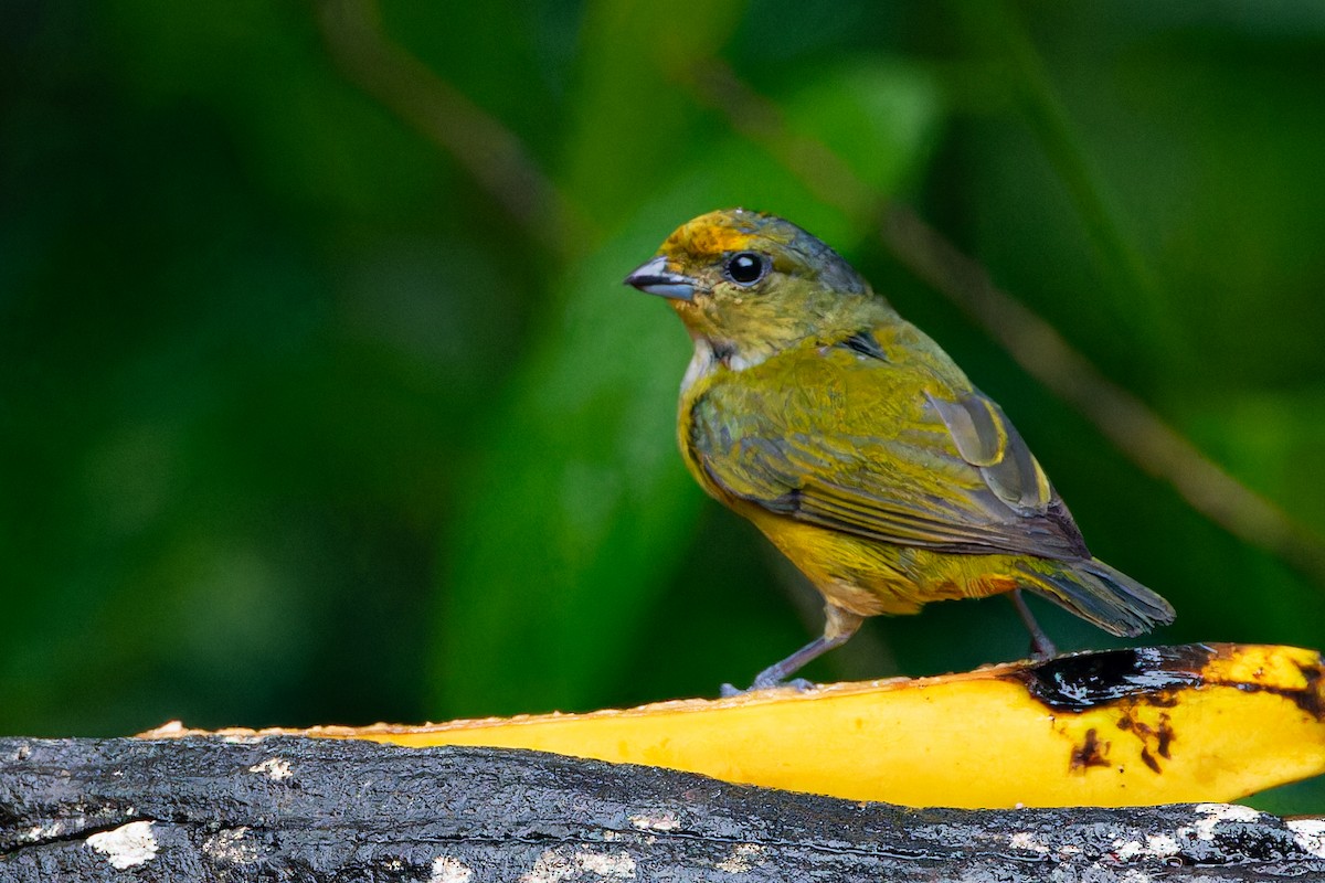 Bronze-green Euphonia - Steve Juhasz