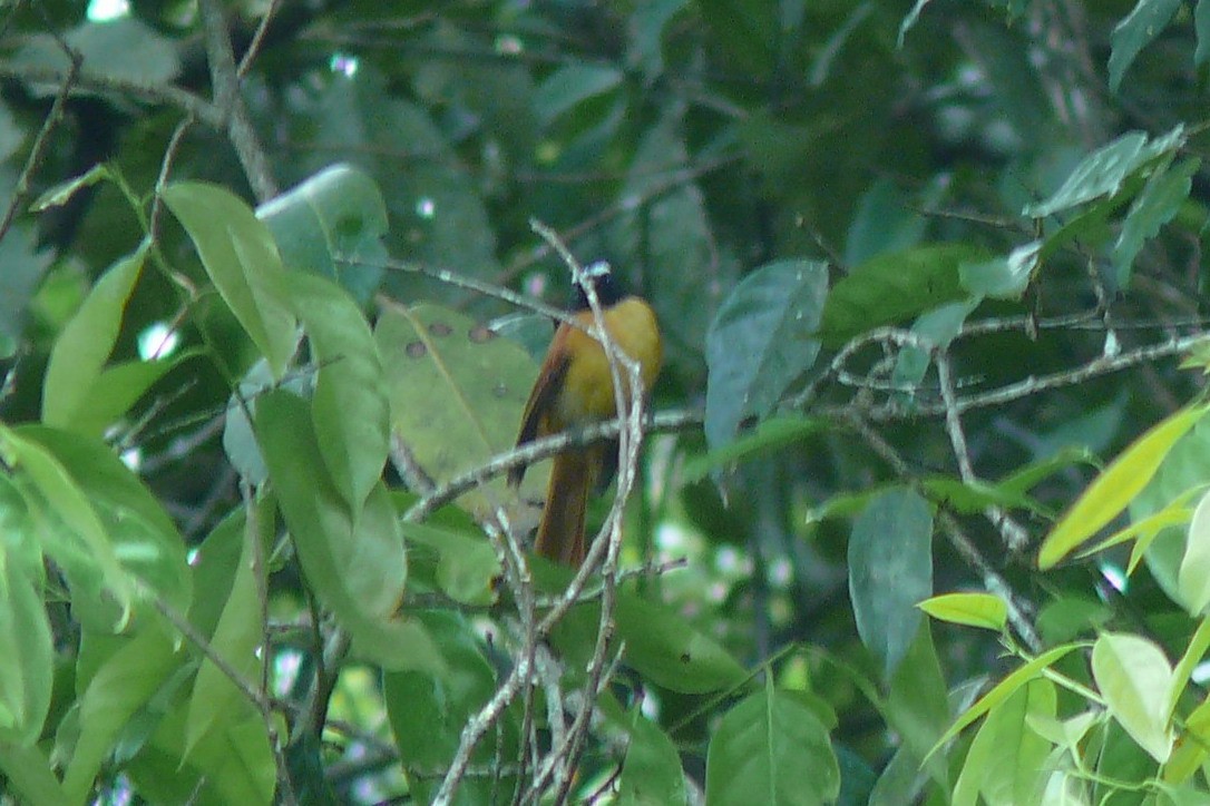 Black-and-cinnamon Fantail - Dan Jones