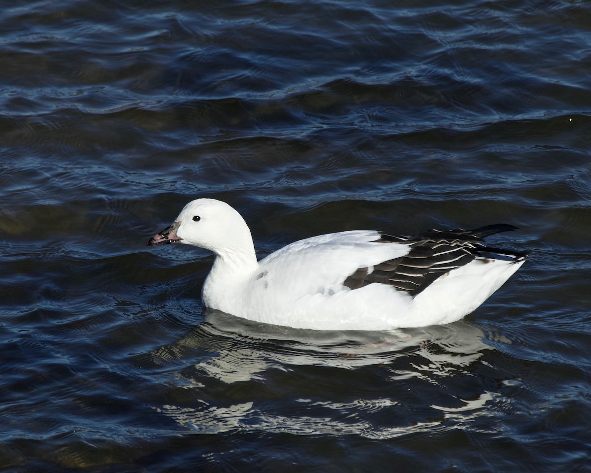 Snow Goose x Brant (hybrid) - ML613815369