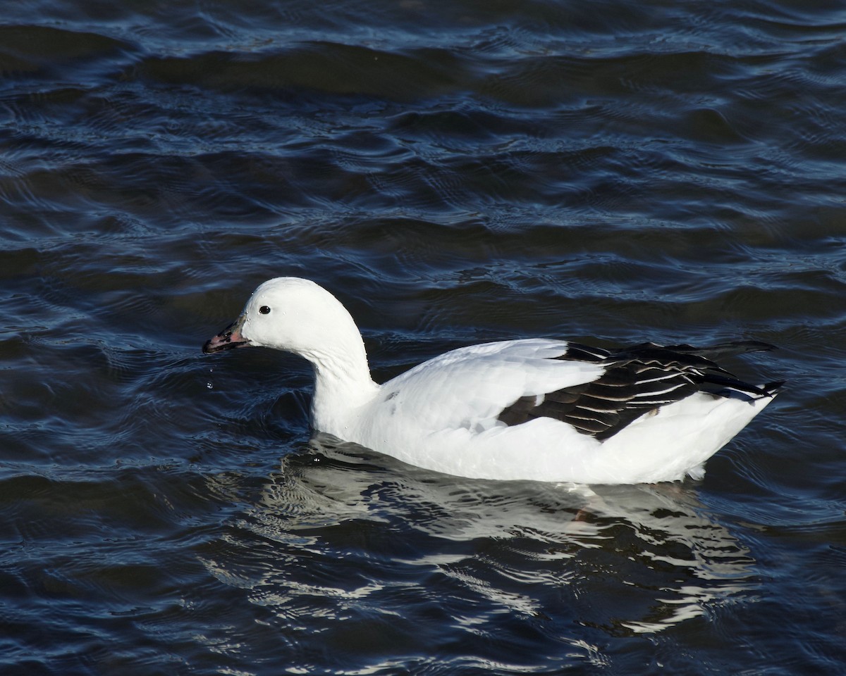 Snow Goose x Brant (hybrid) - ML613815391