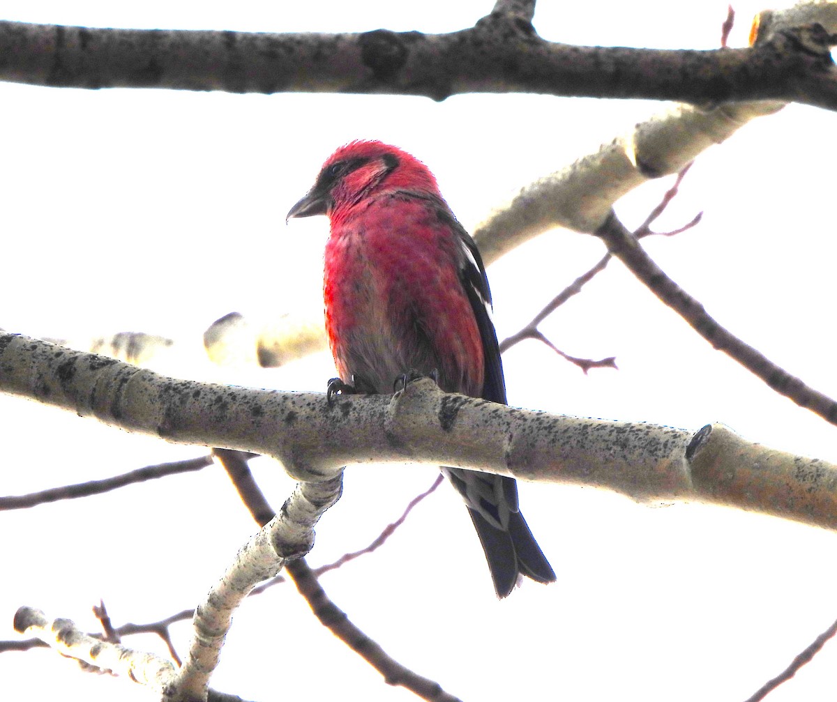 White-winged Crossbill - ML613815412
