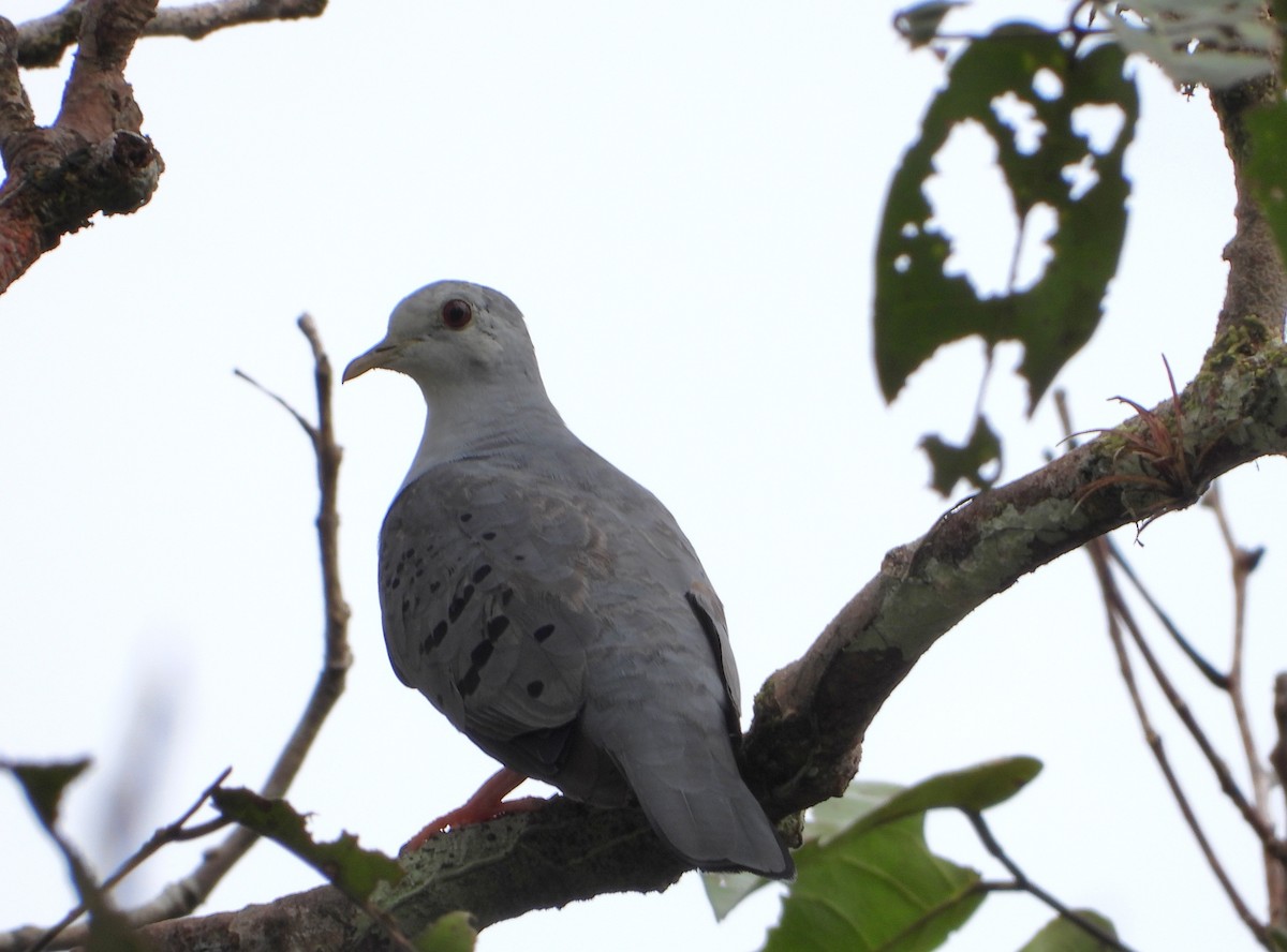 Blue Ground Dove - Jon Iratzagorria Garay