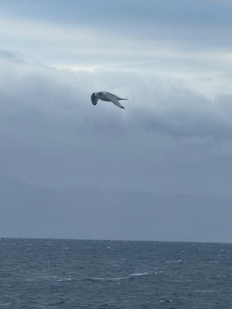 Black-legged Kittiwake - ML613815442