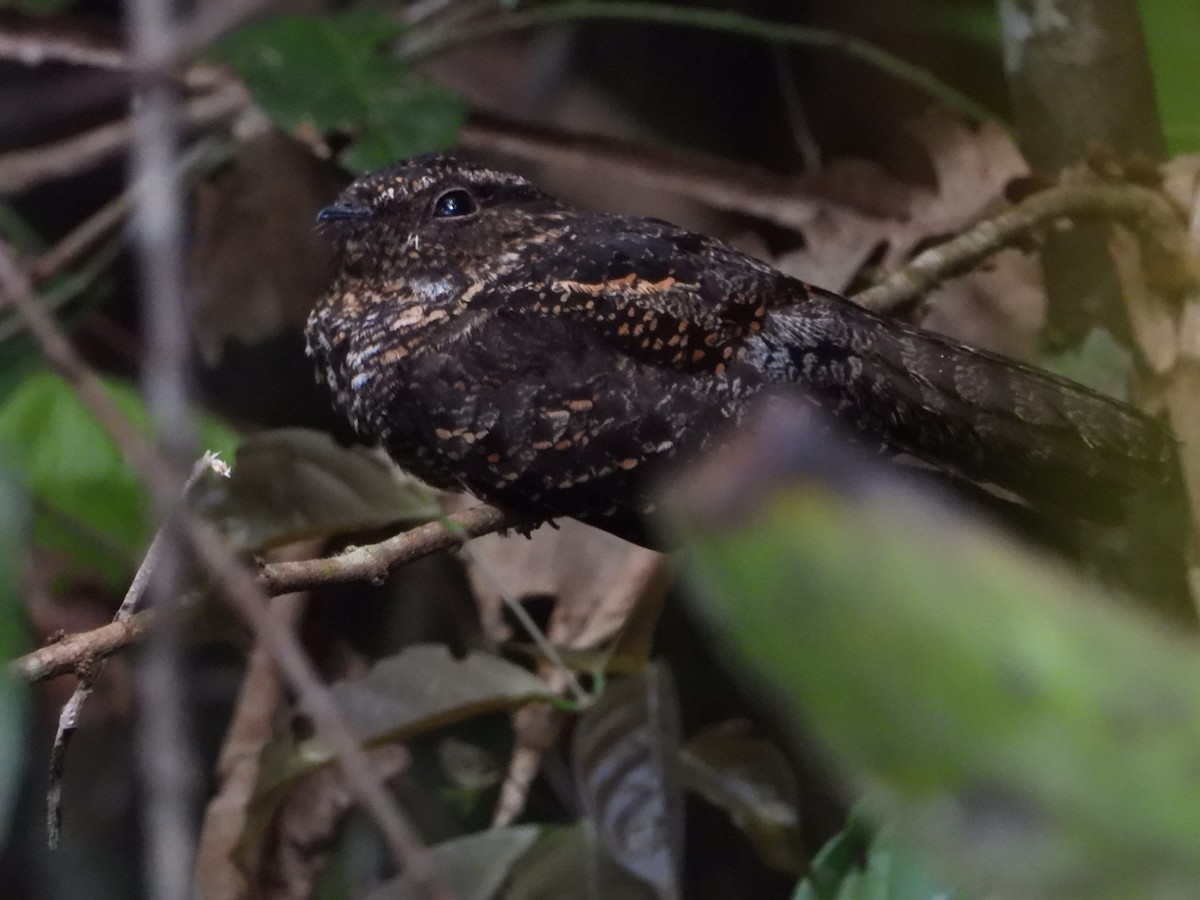 Blackish Nightjar - ML613815453