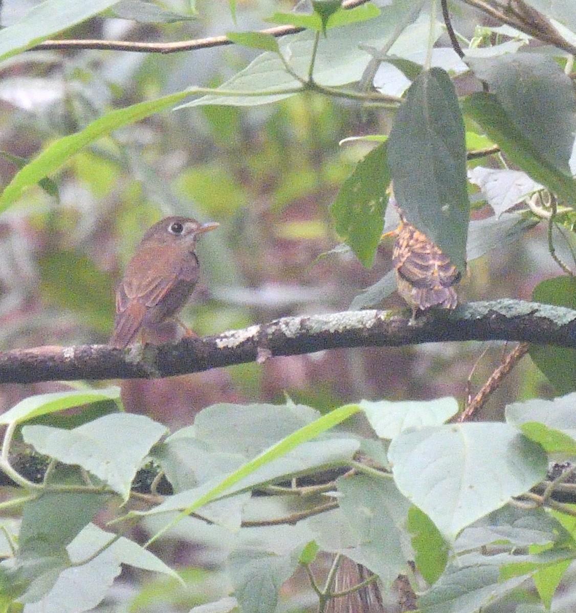 Brown-breasted Flycatcher - ML613815485