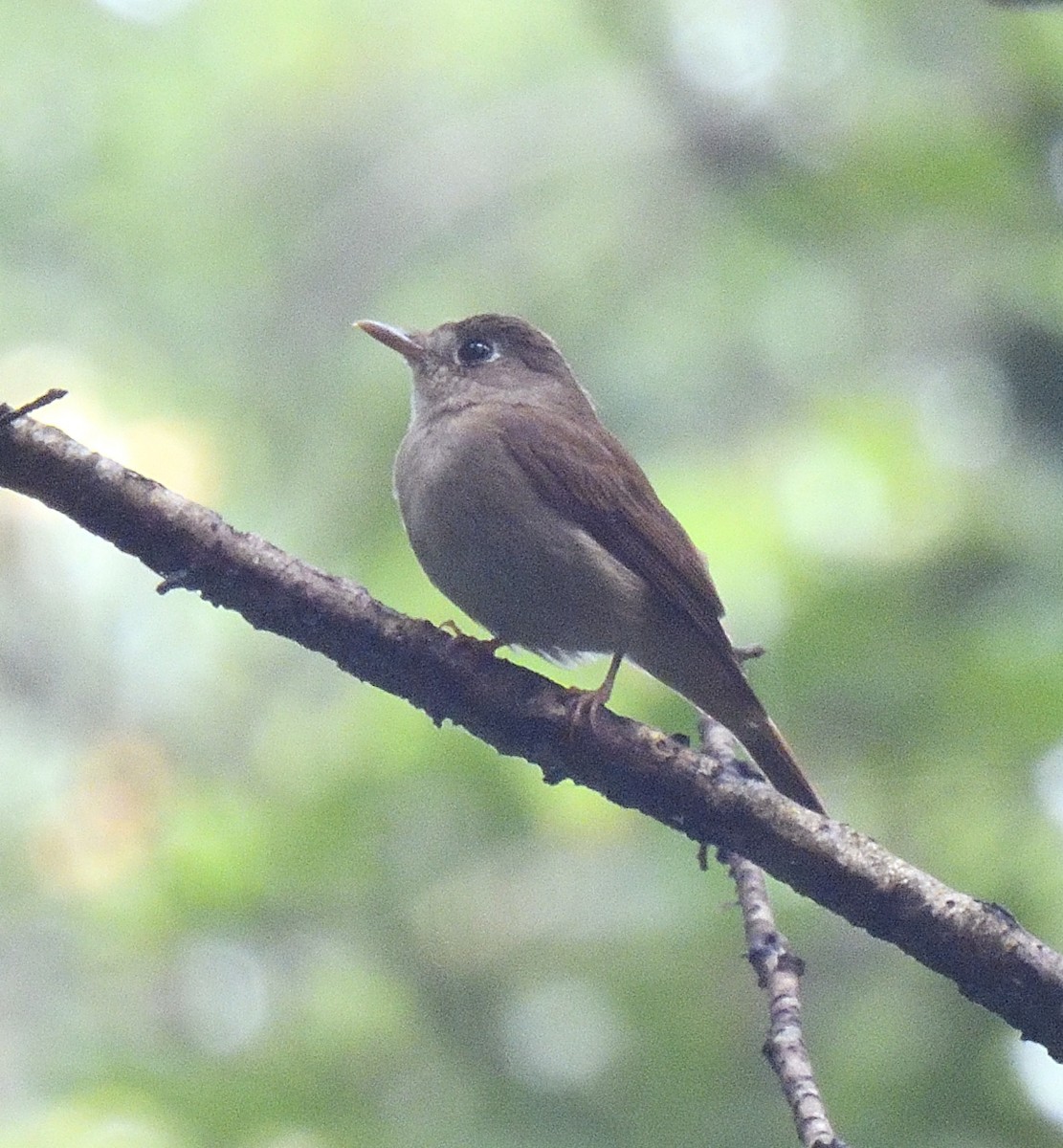 Brown-breasted Flycatcher - ML613815486