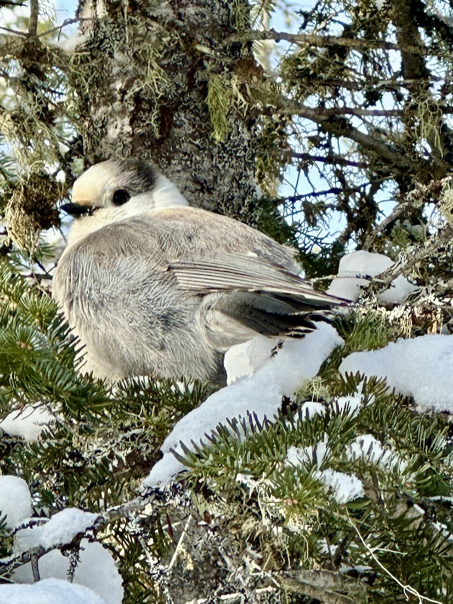 Canada Jay - ML613815606