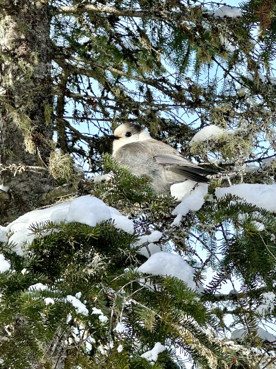 Canada Jay - ML613815739