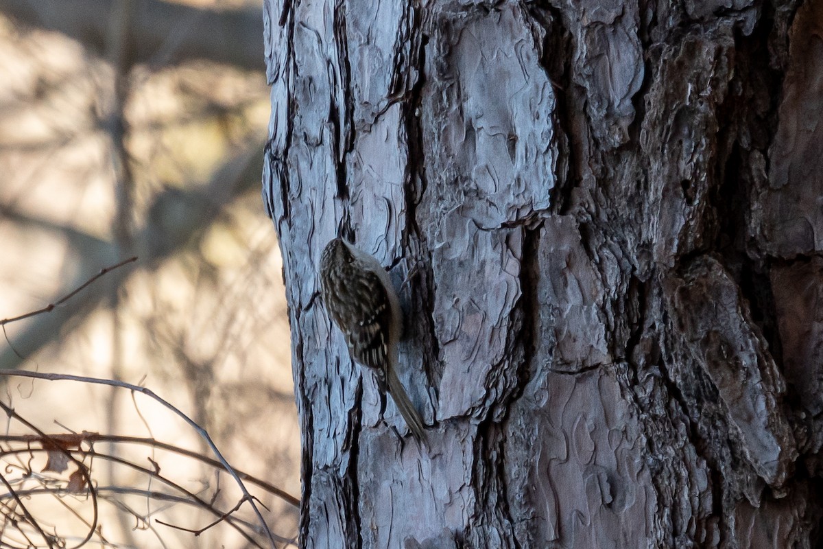 Brown Creeper - ML613815748
