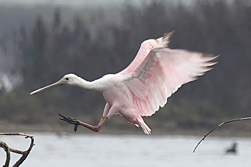 Roseate Spoonbill - Scott Paladichuk