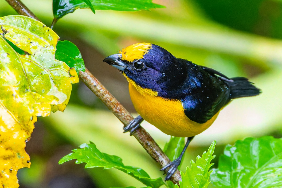 Thick-billed Euphonia - Steve Juhasz