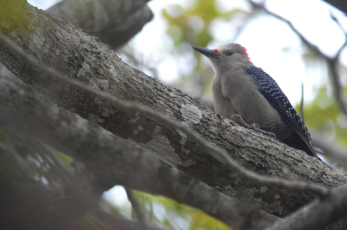 Golden-fronted Woodpecker - Eduardo Pacheco Cetina