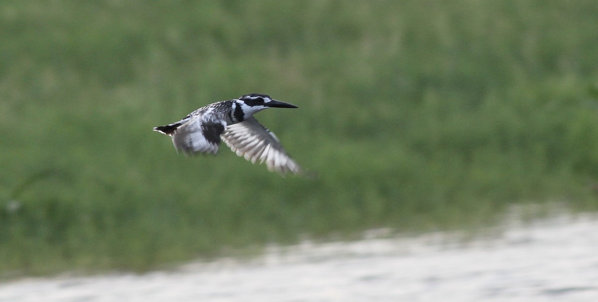 Pied Kingfisher - ML613815809