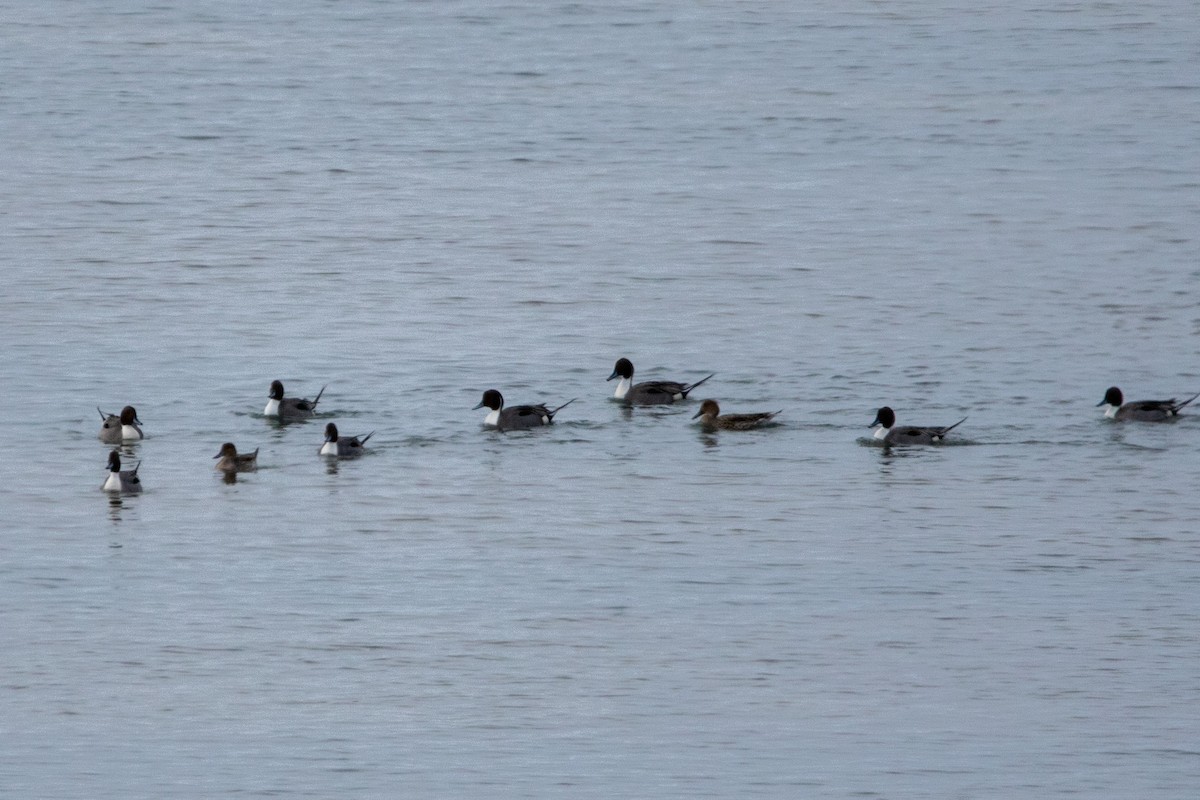 Northern Pintail - Kate Reed