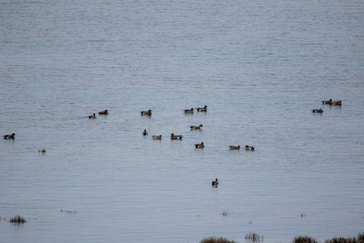 American Wigeon - Kate Reed