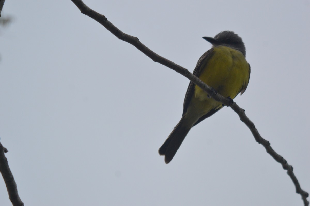 Tropical Kingbird - Eduardo Pacheco Cetina