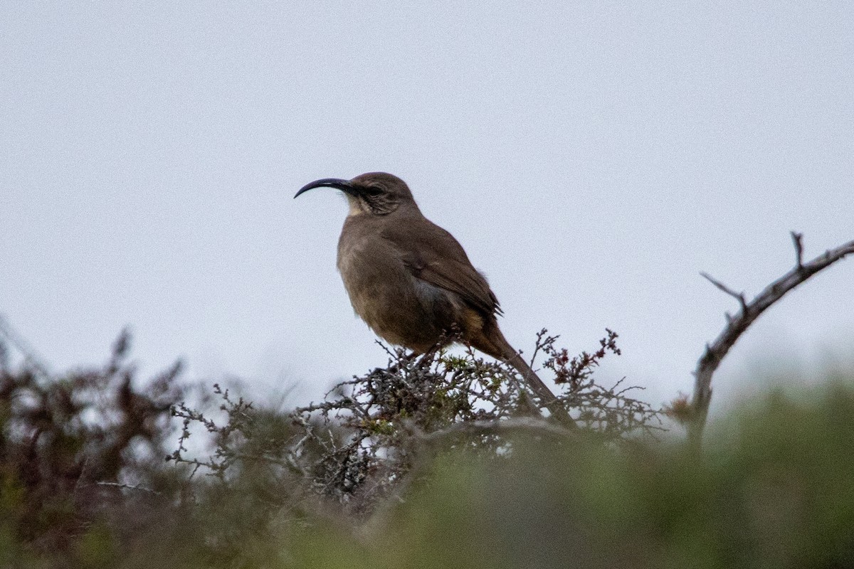 California Thrasher - Kate Reed