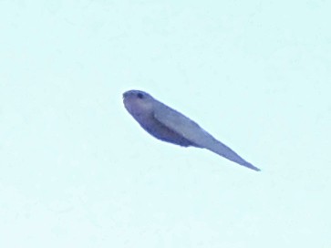 Chilean Swallow - ML613815902