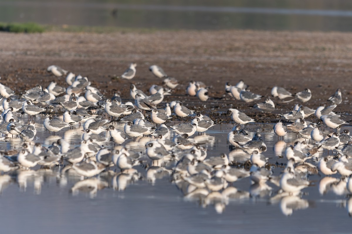 Franklin's Gull - ML613815915