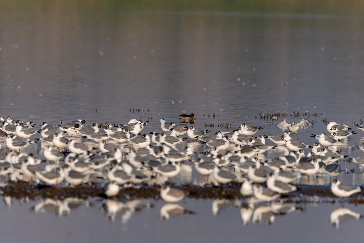 Franklin's Gull - ML613815921