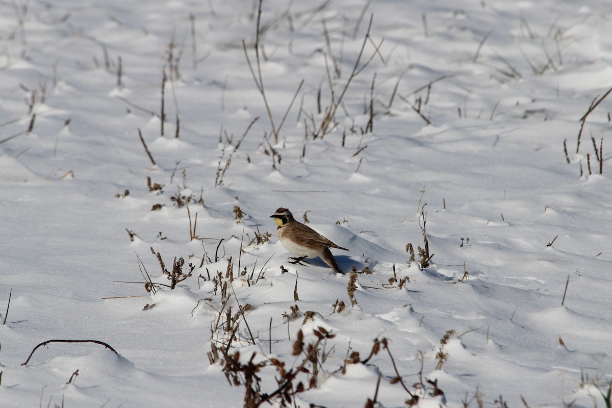 Horned Lark - ML613815947