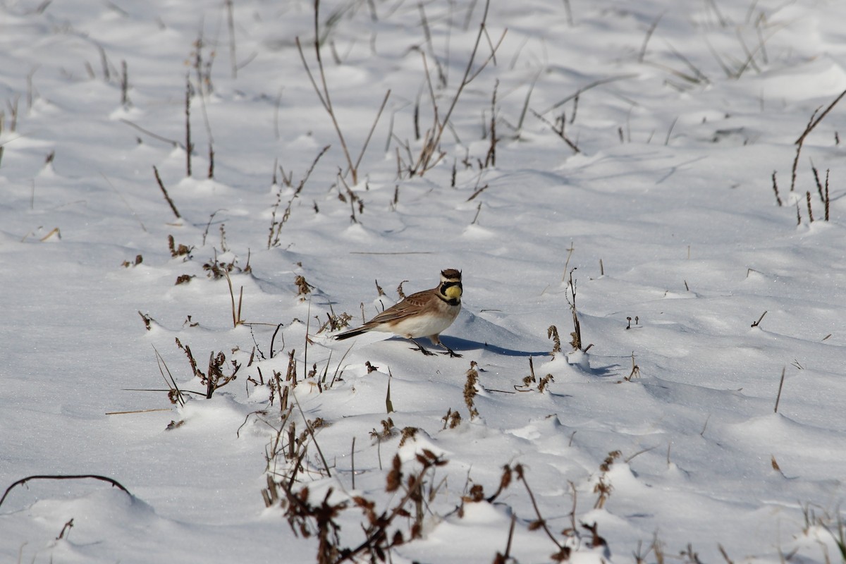 Horned Lark - ML613815948