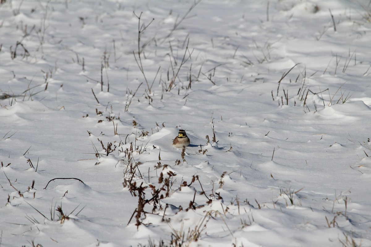 Horned Lark - ML613815949