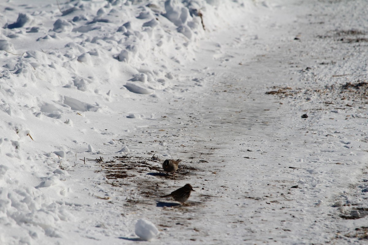 White-crowned Sparrow - ML613815964