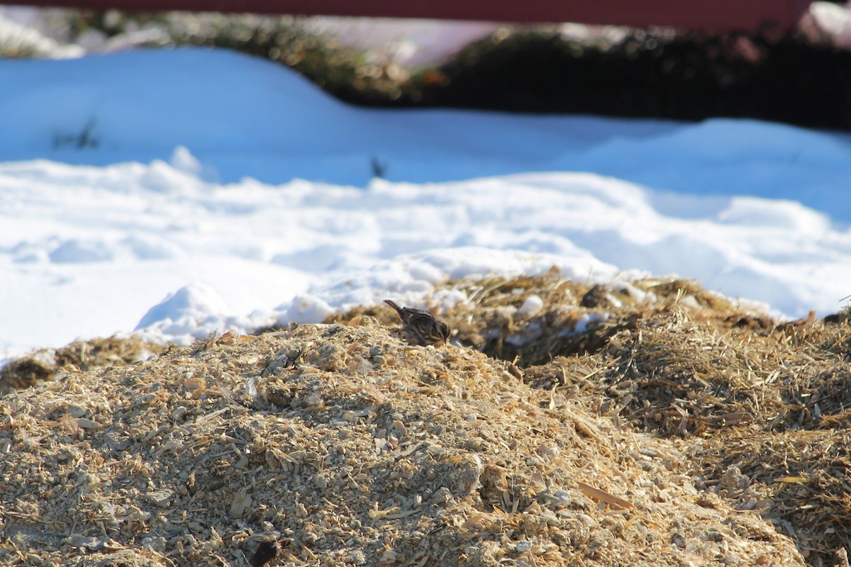 Savannah Sparrow - ML613815971