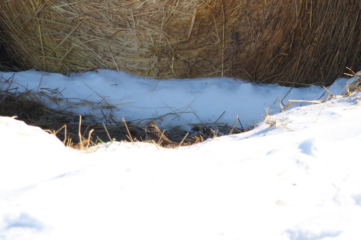 Song Sparrow - ML613815977