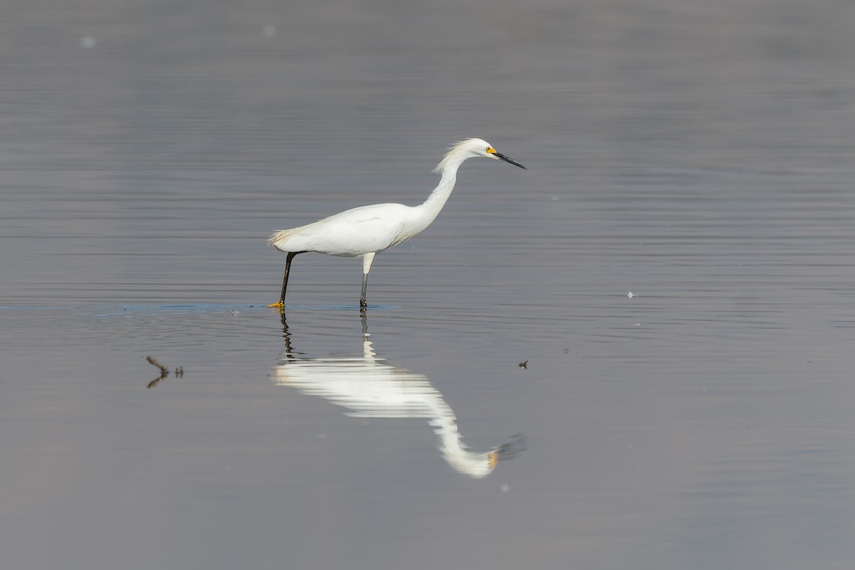 Snowy Egret - ML613815998