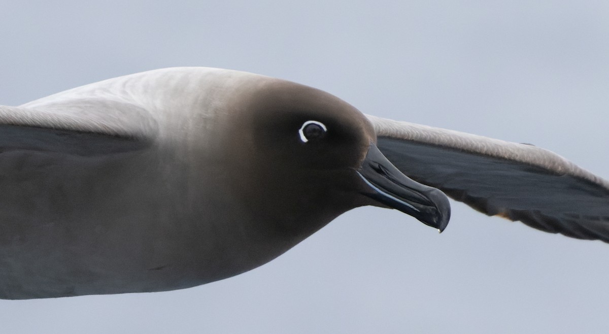 Graumantelalbatros - ML613816054