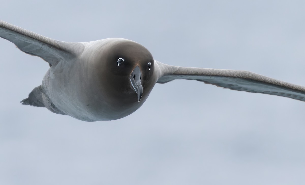 Graumantelalbatros - ML613816055