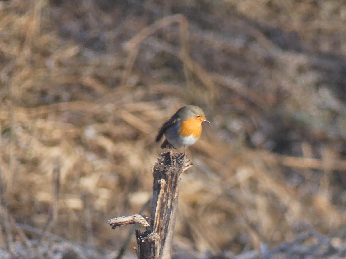 European Robin - Miloš Weidenhöfer