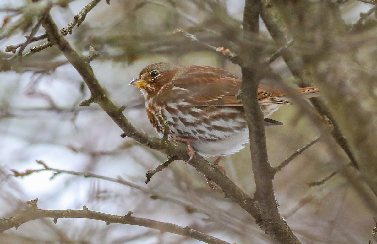 Bruant fauve - ML613816074