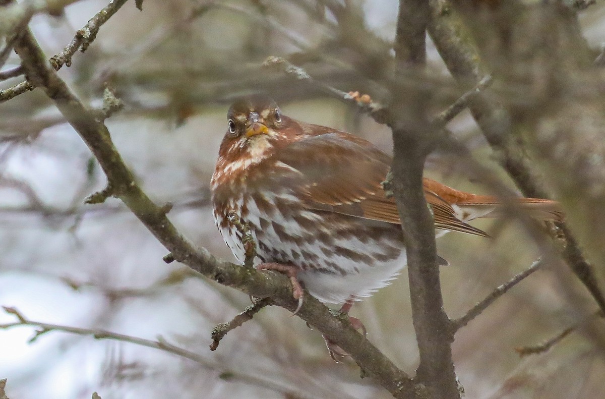 Bruant fauve - ML613816075