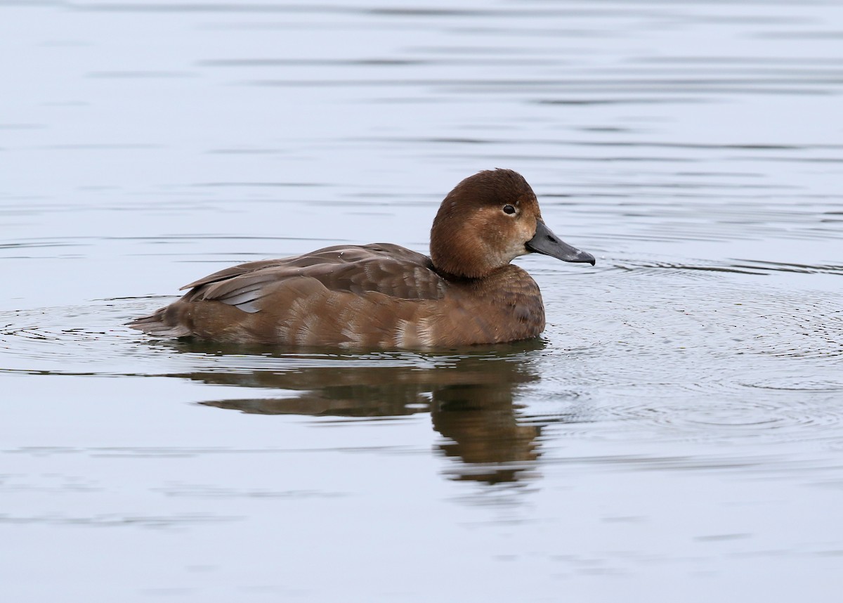 Redhead - ML613816134