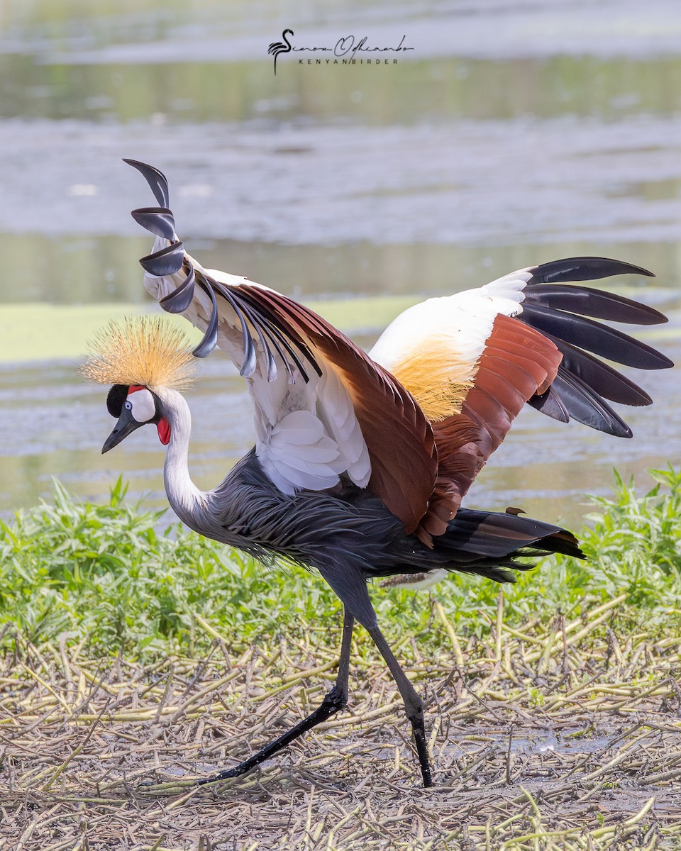 Gray Crowned-Crane - ML613816138