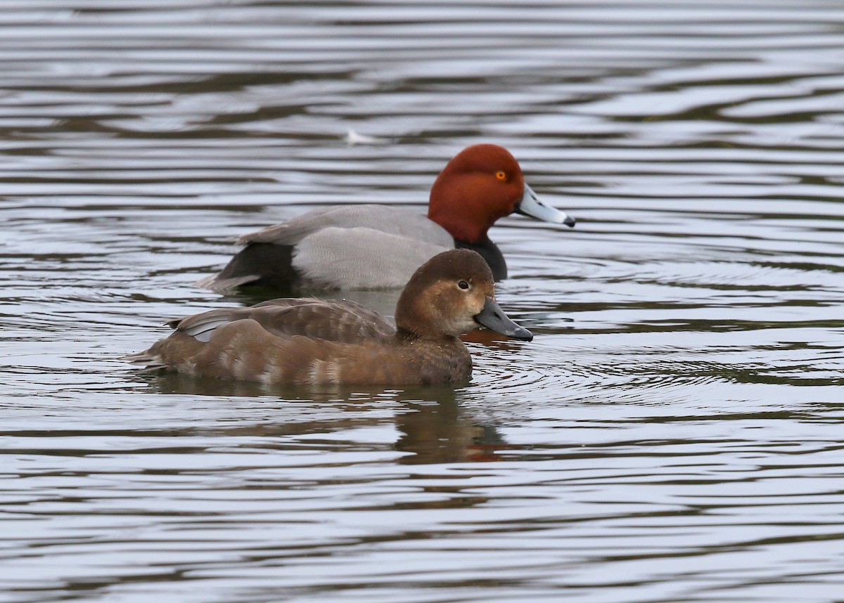 Redhead - ML613816140