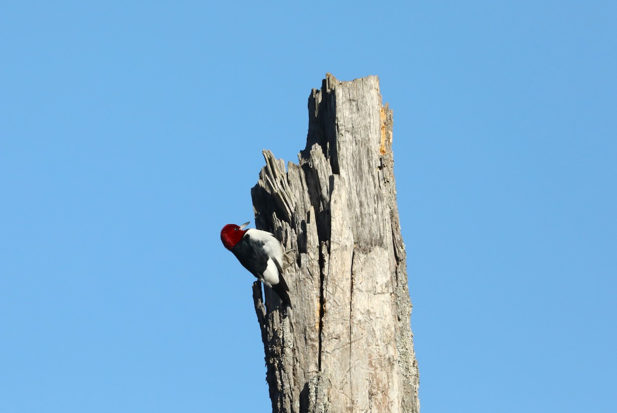 Pic à tête rouge - ML613816153