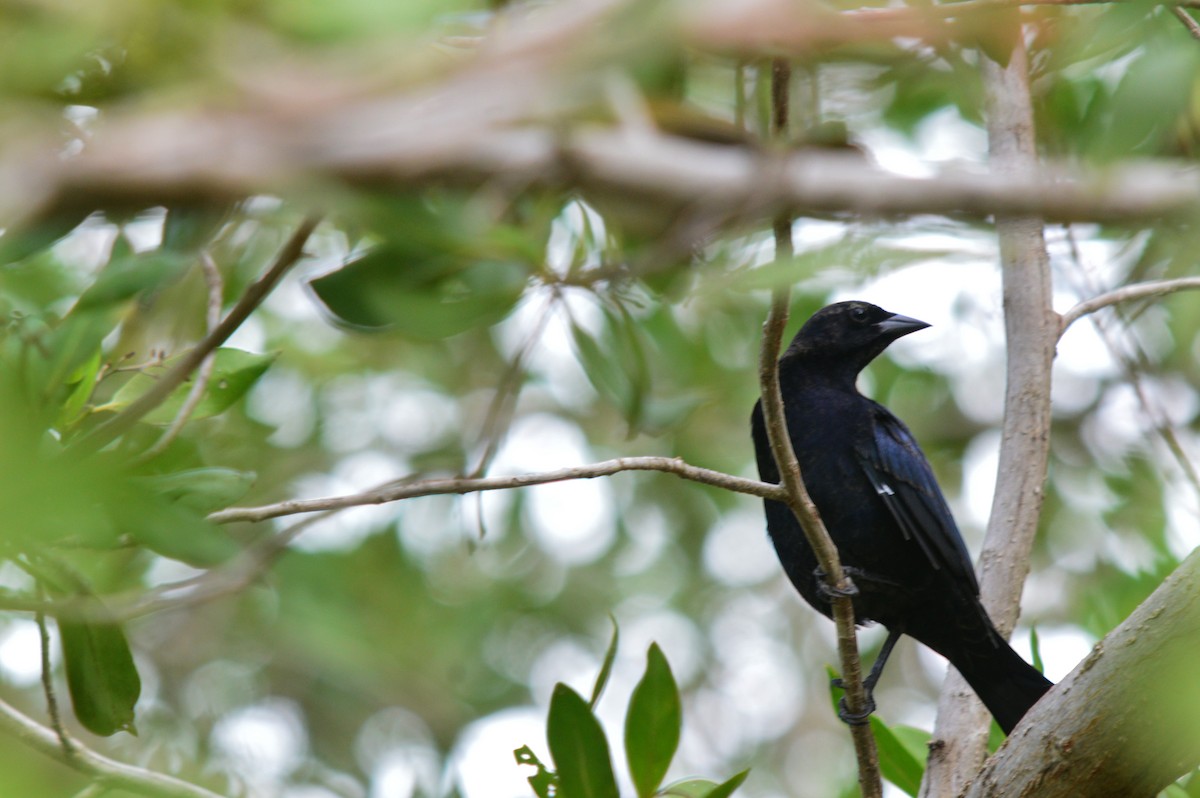 Shiny Cowbird - Eduardo Pacheco Cetina