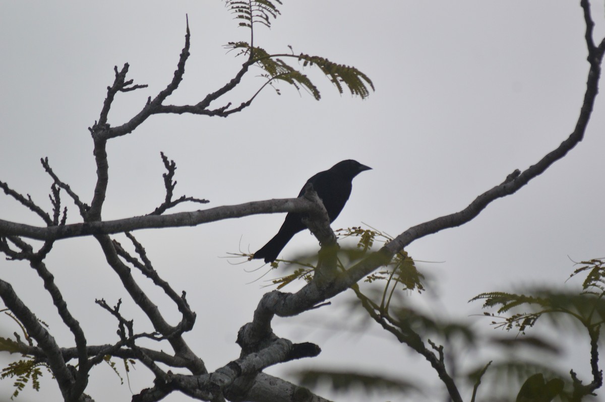 Shiny Cowbird - Eduardo Pacheco Cetina