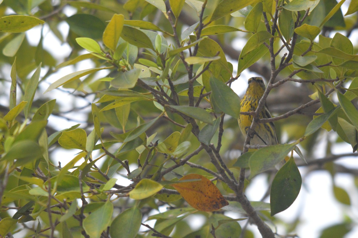 Cape May Warbler - Eduardo Pacheco Cetina