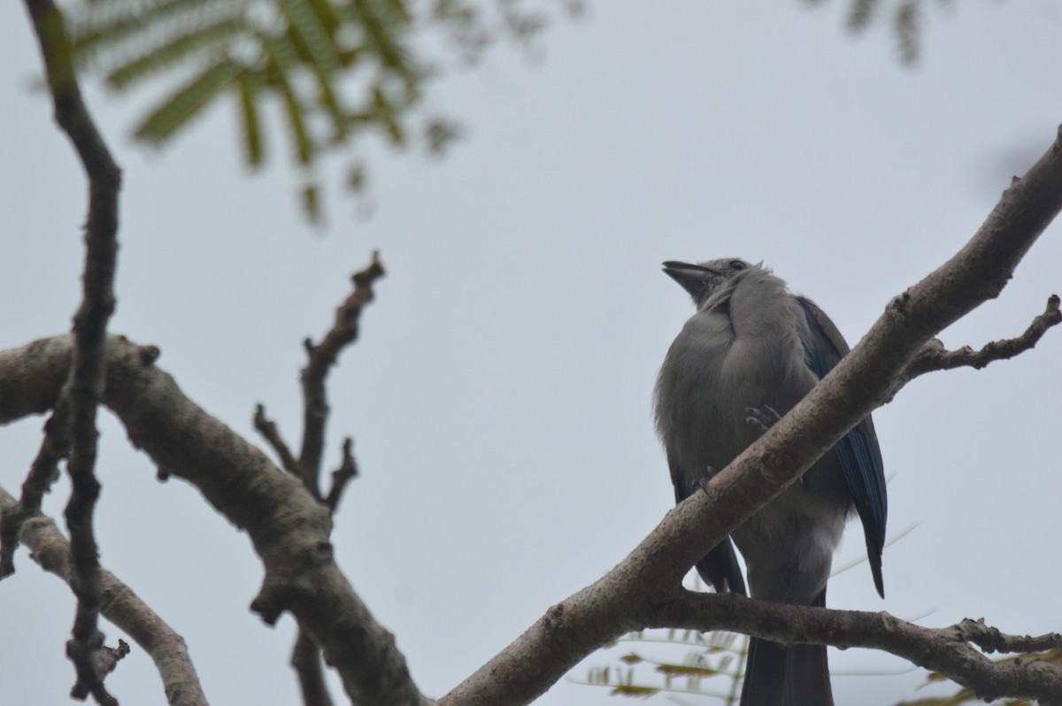 Blue-gray Tanager - Eduardo Pacheco Cetina