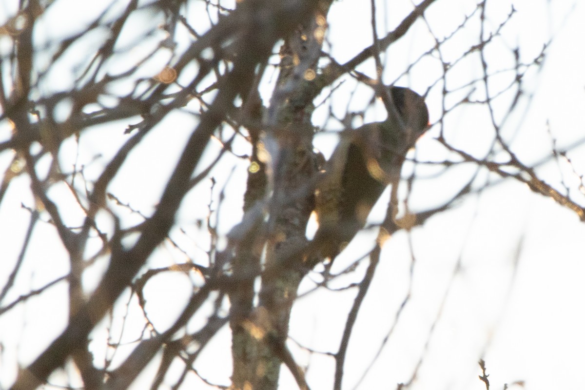 Eurasian/Iberian Green Woodpecker - ML613816276