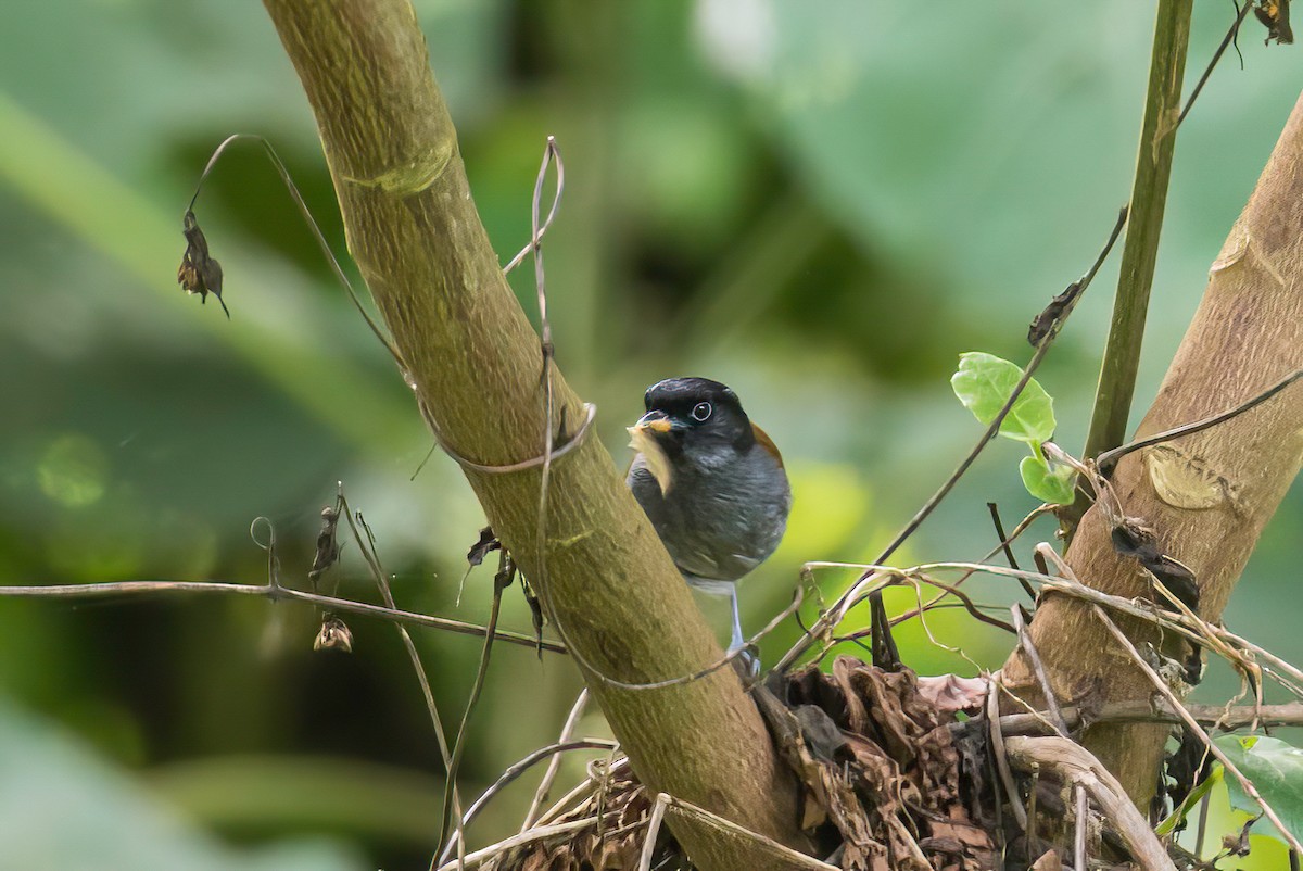 Rwenzori Hill Babbler - Manuel Fernandez-Bermejo