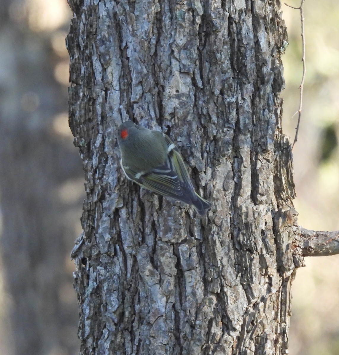 Ruby-crowned Kinglet - ML613816288